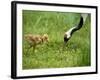 Red-Crowned Cranes-null-Framed Photographic Print