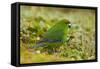 Red-Crowned Parakeet Feeding on the Ground-DLILLC-Framed Stretched Canvas