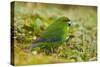 Red-Crowned Parakeet Feeding on the Ground-DLILLC-Stretched Canvas