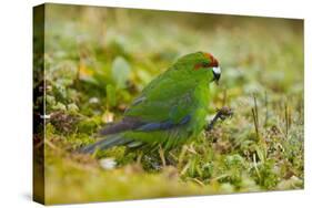 Red-Crowned Parakeet Feeding on the Ground-DLILLC-Stretched Canvas