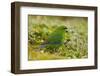 Red-Crowned Parakeet Feeding on the Ground-DLILLC-Framed Premium Photographic Print