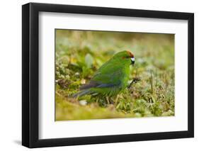 Red-Crowned Parakeet Feeding on the Ground-DLILLC-Framed Premium Photographic Print