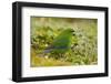 Red-Crowned Parakeet Feeding on the Ground-DLILLC-Framed Premium Photographic Print