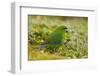 Red-Crowned Parakeet Feeding on the Ground-DLILLC-Framed Premium Photographic Print