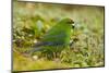 Red-Crowned Parakeet Feeding on the Ground-DLILLC-Mounted Premium Photographic Print