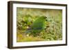 Red-Crowned Parakeet Feeding on the Ground-DLILLC-Framed Photographic Print