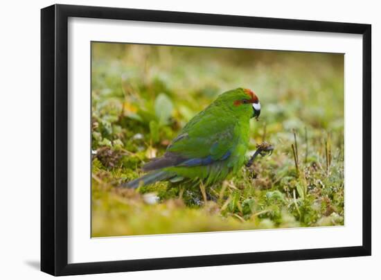 Red-Crowned Parakeet Feeding on the Ground-DLILLC-Framed Photographic Print