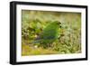 Red-Crowned Parakeet Feeding on the Ground-DLILLC-Framed Photographic Print