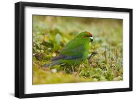 Red-Crowned Parakeet Feeding on the Ground-DLILLC-Framed Photographic Print