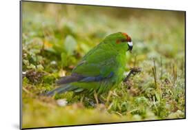 Red-Crowned Parakeet Feeding on the Ground-DLILLC-Mounted Photographic Print