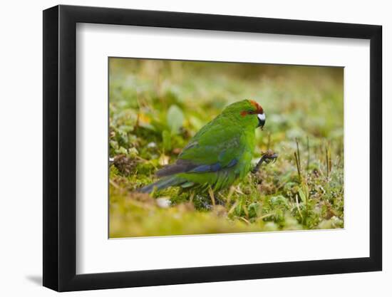 Red-Crowned Parakeet Feeding on the Ground-DLILLC-Framed Photographic Print