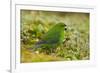 Red-Crowned Parakeet Feeding on the Ground-DLILLC-Framed Photographic Print