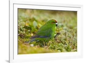 Red-Crowned Parakeet Feeding on the Ground-DLILLC-Framed Photographic Print