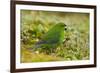 Red-Crowned Parakeet Feeding on the Ground-DLILLC-Framed Photographic Print