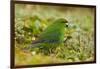 Red-Crowned Parakeet Feeding on the Ground-DLILLC-Framed Photographic Print