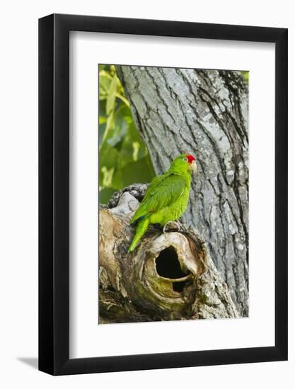 Red-Crowned Parrot (Amazona viridigenalis) adult at nest cavity, Texas, USA.-Larry Ditto-Framed Photographic Print