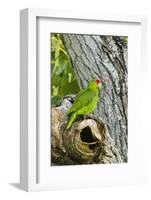 Red-Crowned Parrot (Amazona viridigenalis) adult at nest cavity, Texas, USA.-Larry Ditto-Framed Photographic Print