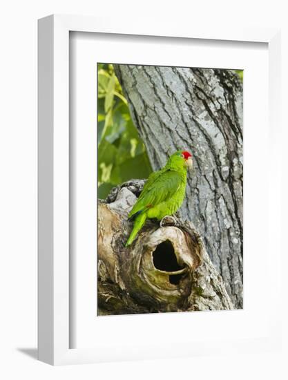 Red-Crowned Parrot (Amazona viridigenalis) adult at nest cavity, Texas, USA.-Larry Ditto-Framed Photographic Print