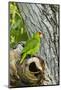 Red-Crowned Parrot (Amazona viridigenalis) adult at nest cavity, Texas, USA.-Larry Ditto-Mounted Photographic Print