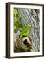 Red-Crowned Parrot (Amazona viridigenalis) adult at nest cavity, Texas, USA.-Larry Ditto-Framed Photographic Print