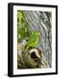 Red-Crowned Parrot (Amazona viridigenalis) adult at nest cavity, Texas, USA.-Larry Ditto-Framed Photographic Print