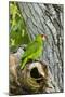 Red-Crowned Parrot (Amazona viridigenalis) adult at nest cavity, Texas, USA.-Larry Ditto-Mounted Photographic Print