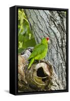 Red-Crowned Parrot (Amazona viridigenalis) adult at nest cavity, Texas, USA.-Larry Ditto-Framed Stretched Canvas