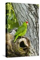 Red-Crowned Parrot (Amazona viridigenalis) adult at nest cavity, Texas, USA.-Larry Ditto-Stretched Canvas