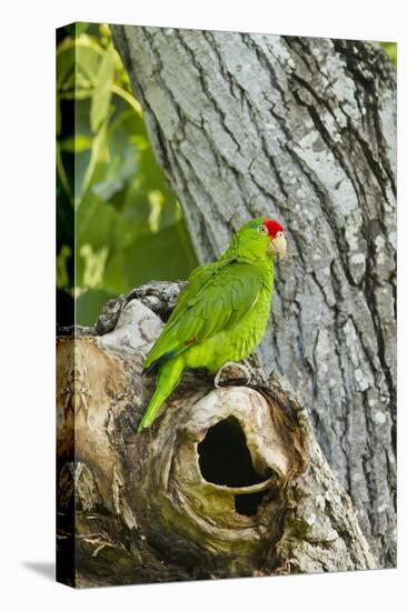 Red-Crowned Parrot (Amazona viridigenalis) adult at nest cavity, Texas, USA.-Larry Ditto-Stretched Canvas