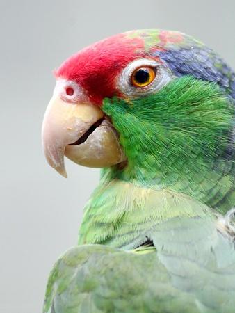 &lsquo;Red-Crowned Parrot Close-Up Photo Details&rsquo; Photographic Print