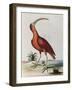 Red Crowned Woodpecker, Natural History of Uncommon Birds-Johann Michael Seligman-Framed Giclee Print