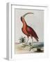 Red Crowned Woodpecker, Natural History of Uncommon Birds-Johann Michael Seligman-Framed Giclee Print