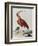 Red Crowned Woodpecker, Natural History of Uncommon Birds-Johann Michael Seligman-Framed Giclee Print