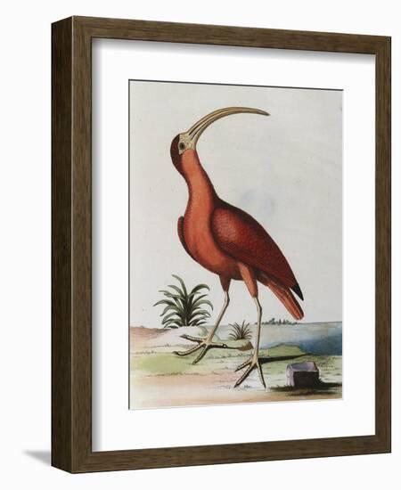Red Crowned Woodpecker, Natural History of Uncommon Birds-Johann Michael Seligman-Framed Giclee Print