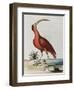 Red Crowned Woodpecker, Natural History of Uncommon Birds-Johann Michael Seligman-Framed Giclee Print