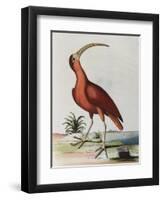 Red Crowned Woodpecker, Natural History of Uncommon Birds-Johann Michael Seligman-Framed Giclee Print