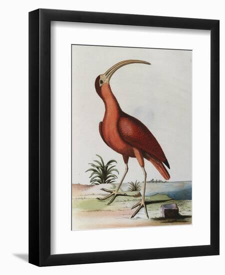 Red Crowned Woodpecker, Natural History of Uncommon Birds-Johann Michael Seligman-Framed Giclee Print