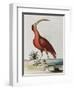 Red Crowned Woodpecker, Natural History of Uncommon Birds-Johann Michael Seligman-Framed Giclee Print