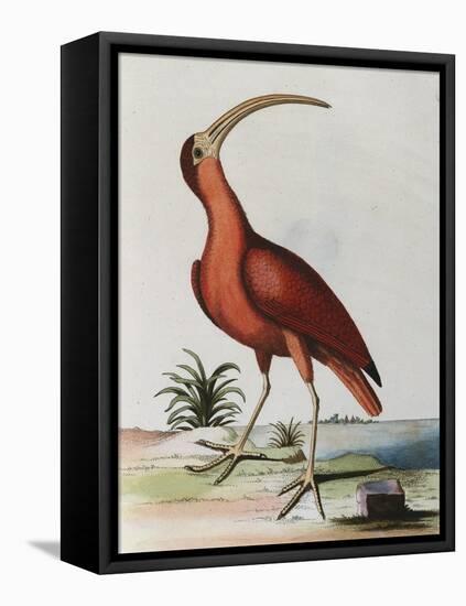 Red Crowned Woodpecker, Natural History of Uncommon Birds-Johann Michael Seligman-Framed Stretched Canvas