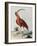 Red Crowned Woodpecker, Natural History of Uncommon Birds-Johann Michael Seligman-Framed Giclee Print