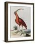 Red Crowned Woodpecker, Natural History of Uncommon Birds-Johann Michael Seligman-Framed Giclee Print