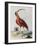 Red Crowned Woodpecker, Natural History of Uncommon Birds-Johann Michael Seligman-Framed Giclee Print