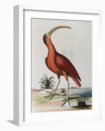 Red Crowned Woodpecker, Natural History of Uncommon Birds-Johann Michael Seligman-Framed Giclee Print