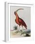 Red Crowned Woodpecker, Natural History of Uncommon Birds-Johann Michael Seligman-Framed Giclee Print