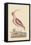 Red Curlew-Mark Catesby-Framed Stretched Canvas