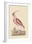 Red Curlew-Mark Catesby-Framed Art Print