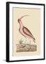 Red Curlew-Mark Catesby-Framed Art Print
