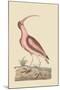 Red Curlew-Mark Catesby-Mounted Art Print