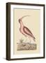 Red Curlew-Mark Catesby-Framed Art Print