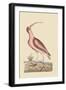 Red Curlew-Mark Catesby-Framed Art Print